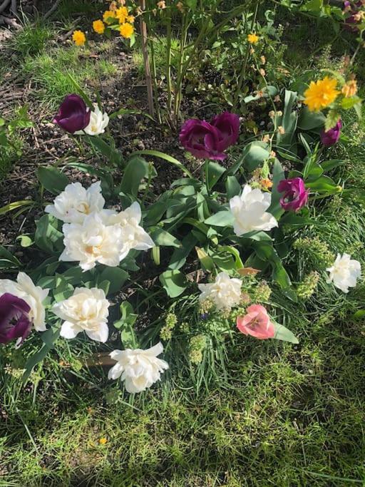 Le Jardin D'alfortville Alfortville